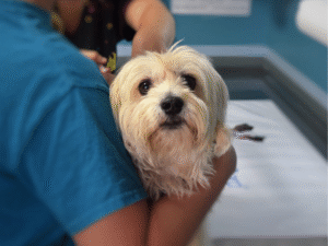 vet helping dog in europe