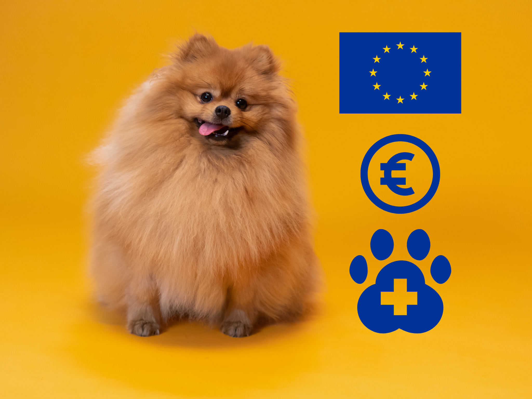 Healthy pet receiving medical care funded by EU animal welfare programs