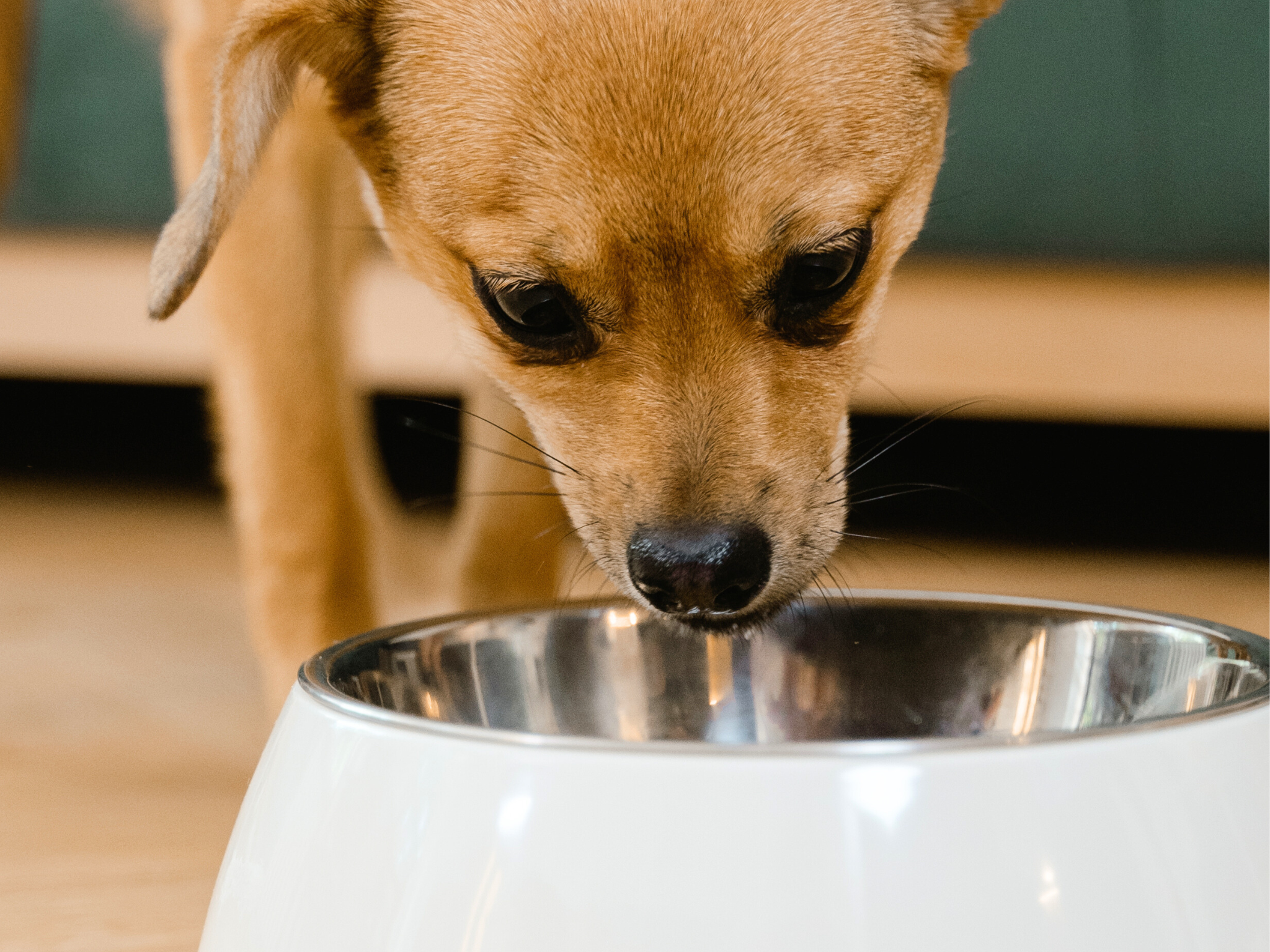 Hidden Dangers in Your Dog’s Dinner: Latest University Research Revealed